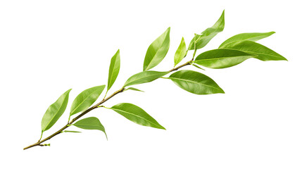 Tea leaf isolated on transparent a white background 