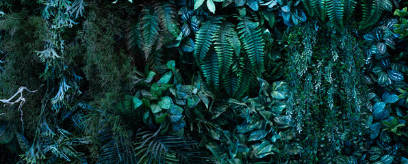 Creative nature wall background, tropical leaf banner or floral jungle pattern concept.