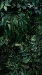 Creative nature wall background, tropical leaf banner or floral jungle pattern concept.