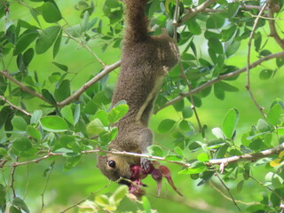 squirrel on tree
