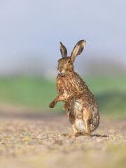 Feldhase (Lepus europaeus)