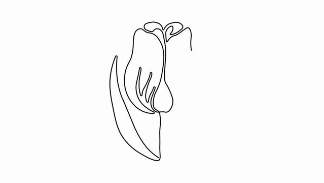 Self drawing animation with one continuous line draw,
The appearance of tulip flower