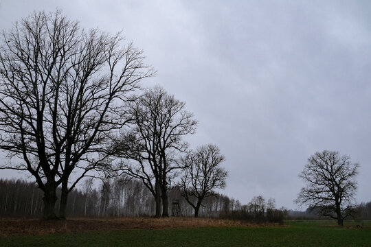 Oak trees stand majestically in a field in Latvia countryside