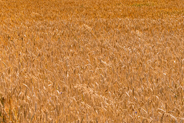 A field of ripe golden wheat.