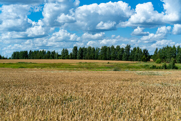 A field of ripe golden wheat.