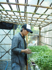 gardener in green house check his vegatable and sunflower sprout healthy food happy farmer