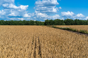 A field of ripe golden wheat.