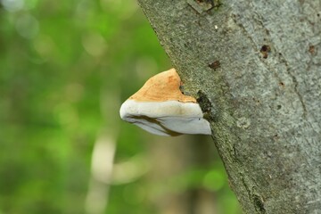 Parasitic Fungi growing on tree trunks in the forest