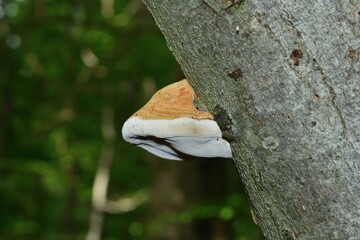 Macro detail of a mushroom growing on a tree trunk