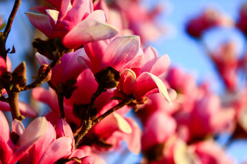 Blooming magnolia flower, very beautiful