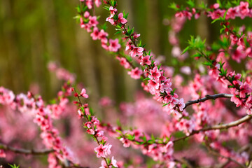 Blooming peach blossom, very beautiful