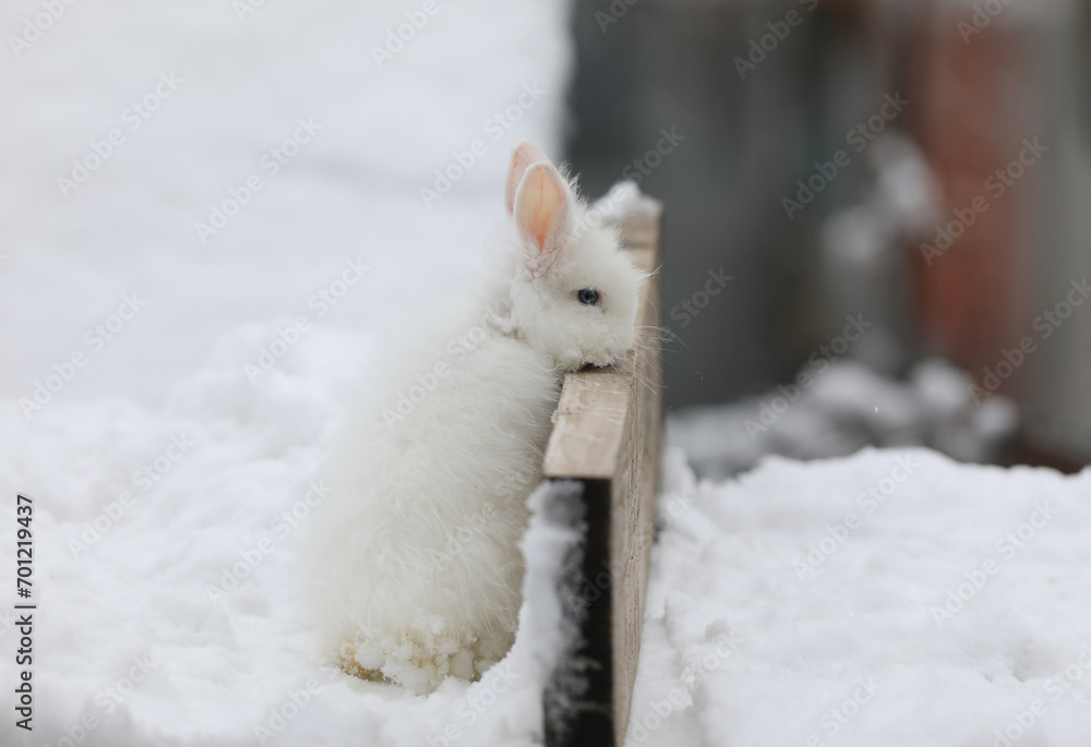 Wall mural cute young white rabbit in winter