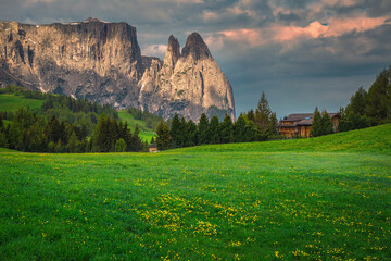 Flowery meadows and high cliffs in background at sunrise, Dolomites