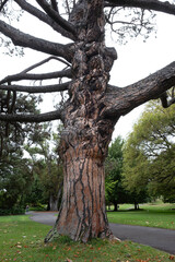Calocedrus decurrens, incense cedar or California incense cedar tree in a park in Launceston, Tasmania