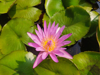 Purple water lily or lotus, blooming water lily flower growing among lush green leaves on calm pond