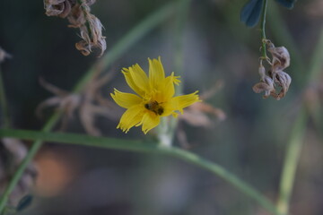 bee on yellow flower