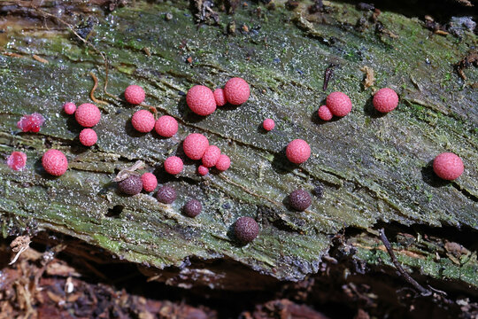 Lycogala roseosporum, a species of wolf's milk, slime mold from Finland