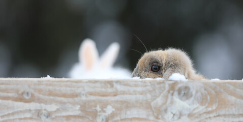 Groundhog Day, groundhog in winter,marmot