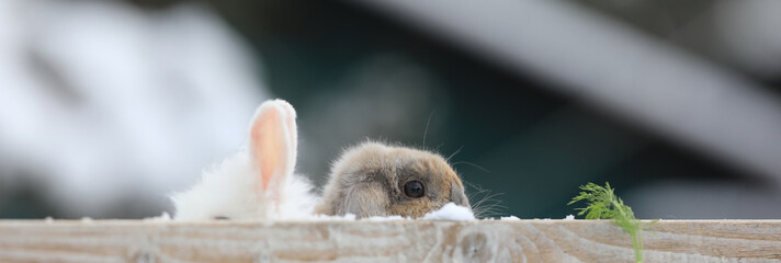 Groundhog Day, groundhog in winter,marmot