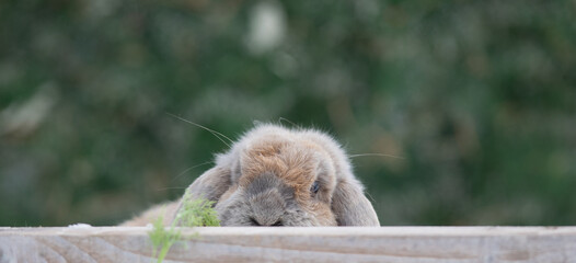 cute brown rabbit in winter outdoors