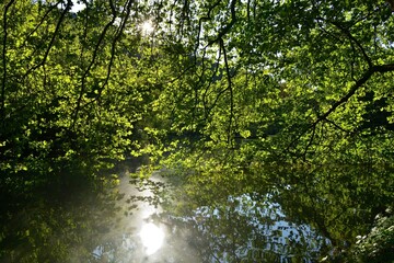 Obraz premium Reflection of green leaves from the trees on the surface of the pond