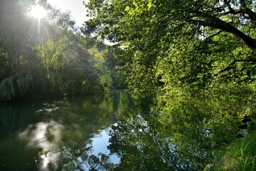 Reflection of green leaves from the trees on the surface of the pond