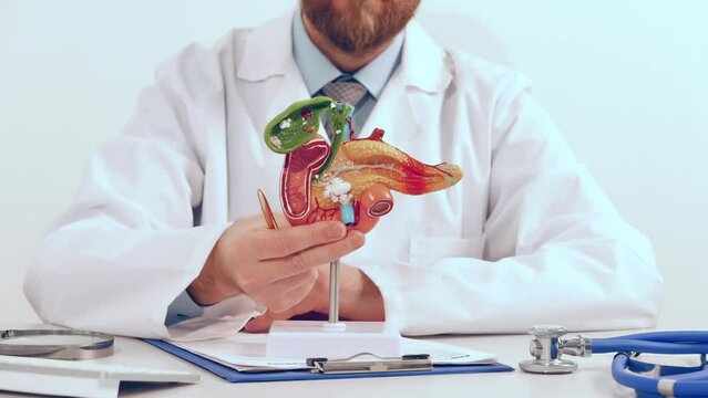 Doctor showing pen on plastic model human pancreas closeup