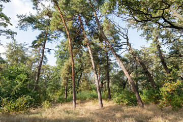 Sunny day in a tall pine and oak forest. Wood in scenic scenery, bright light sun. Sunrise of a sunny day.