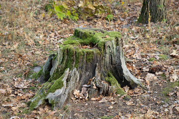 Old tree stump covered with moss in the deciduous forest.