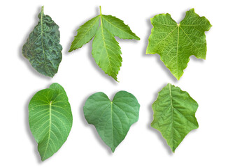 various kinds of green leaves isolated on transparent background, PNG