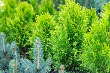 Rows of young seedling spruce, pine, juniper, thuja in greenhouse in nursery of coniferous plants with a lot of plants on plantation. Close-up, selective focus.