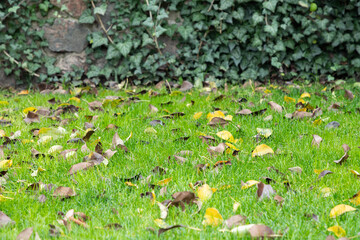 Grass lawn with fallen leaves. Fallen yellow leaves lay over grass in park or garden. Orange, yellow autumn leaves in fall park. Lawn - grass with leaves - autumn background.