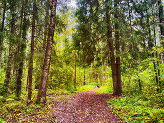 A path in the forest with dry yellow leaves. Natural background in autumn or summer