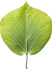 Obraz premium Leaf isolated on transparent background. PNG