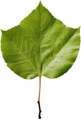 Leaf isolated on transparent background. PNG