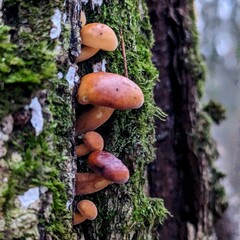 little mushrooms on a tree