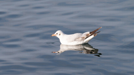 White seagull sits on the water on the surface of the sea, close-up.