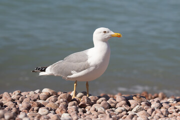 Seagull sits on the beach by the sea.