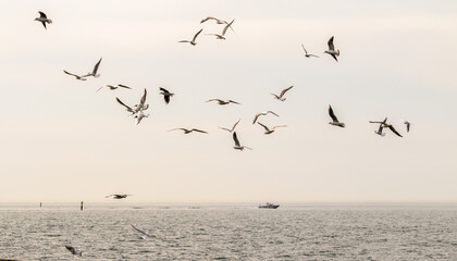 Seagulls fly against the background of the sea and the sky. - obrazy, fototapety, plakaty