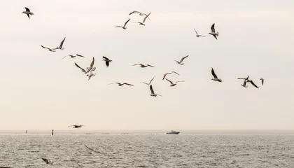 Tuinposter Seagulls fly against the background of the sea and the sky. © Prikhodko