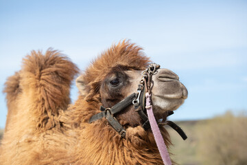 Bactrian camel in nature on a sunny day.