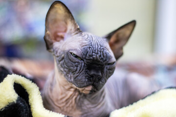 Black sphynx kitten closeup portrait at home