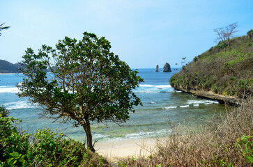 Obraz premium Coastal landscape featuring a tree in the foreground, ocean, and cliffs.