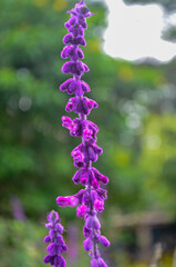 Beautiful flowers that decorate a beautiful garden in Bandung