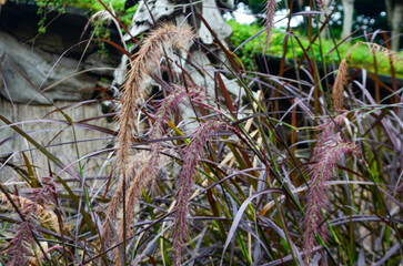 Beautiful flowers that decorate a beautiful garden in Bandung