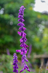 Beautiful flowers that decorate a beautiful garden in Bandung