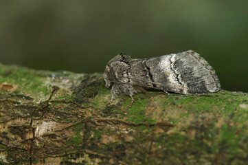 Closeup on a notodontid moth, the Oak marbled brown Drymonia, querna, sitting on wood