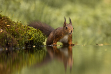 Red squirrel in its natural habitat