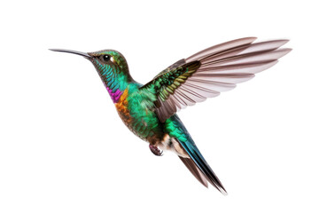 Fototapeta premium Colorful Hummingbird Isolated On Transparent Background