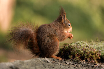 Naklejka na ściany i meble Red squirrel in its natural habitat
